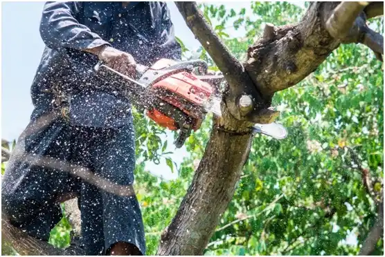 tree services Owasso